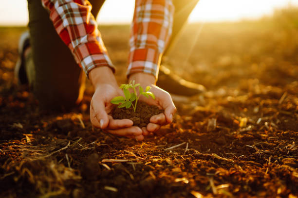 istock Farmer holding soil in hands close-up. 1394743288