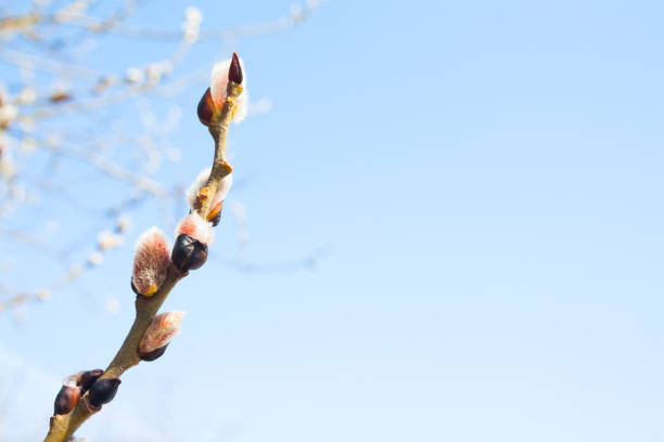 Spring flowered one willow branch on a sky blue background in the park or forest with copy space. Close up. Spring card.