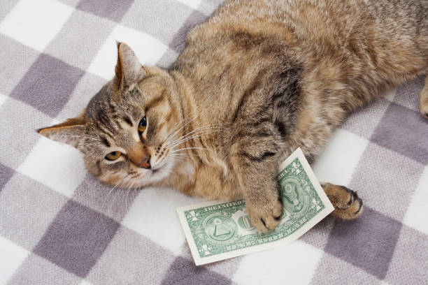 縞模様の猫は足に1ドルで横たわっています - money cat ストックフォトと画像