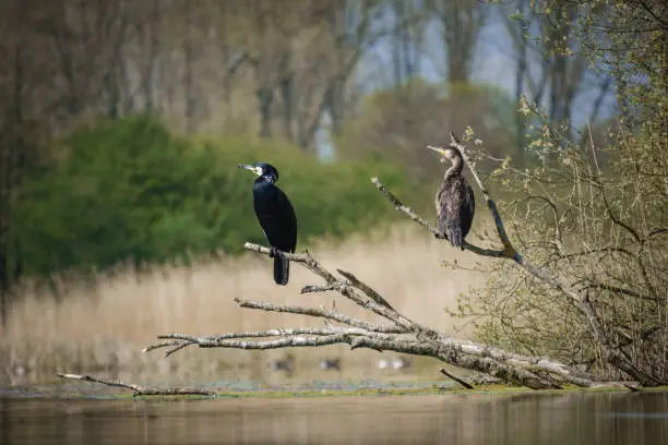 Photo of 2 cormorants perch on the branches of a tree close above a lake