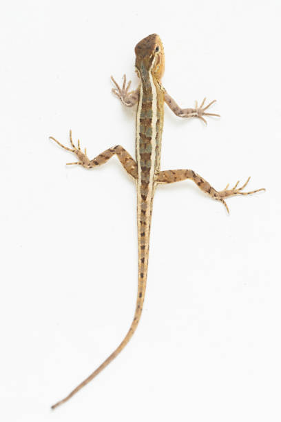 istock Oriental garden lizard Calotes versicolor on white background 1394745868