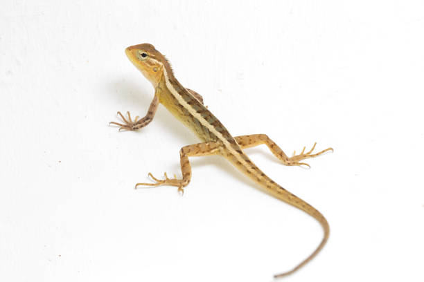 istock Oriental garden lizard Calotes versicolor on white background 1394745870