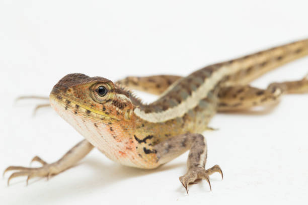 istock Oriental garden lizard Calotes versicolor on white background 1394745883
