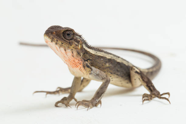istock Oriental garden lizard Calotes versicolor on white background 1394745910