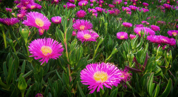 istock Beautiful Mauve Flower 1394745924