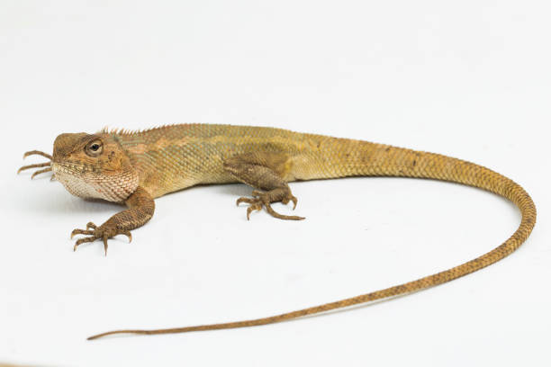 istock Oriental garden lizard Calotes versicolor on white background 1394745977