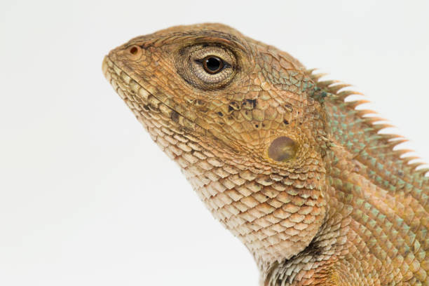 istock Oriental garden lizard Calotes versicolor on white background 1394745991