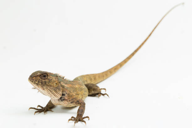 istock Oriental garden lizard Calotes versicolor on white background 1394746000