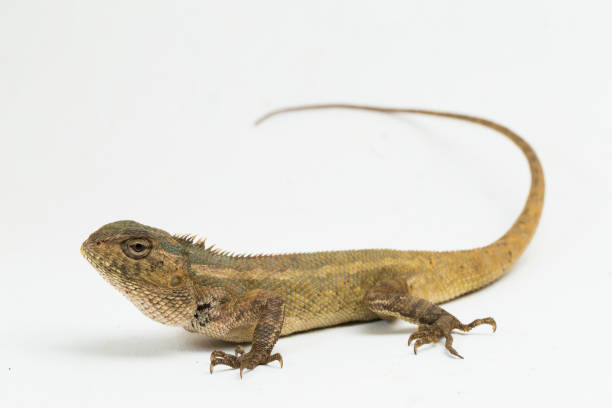 istock Oriental garden lizard Calotes versicolor on white background 1394746018