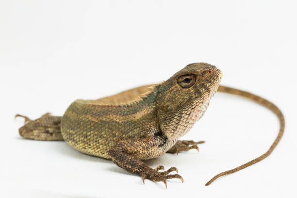 istock Oriental garden lizard Calotes versicolor on white background 1394746022