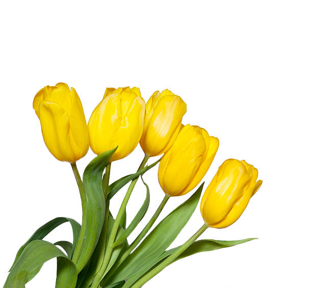 istock Yellow tulips isolated on white background 139474624