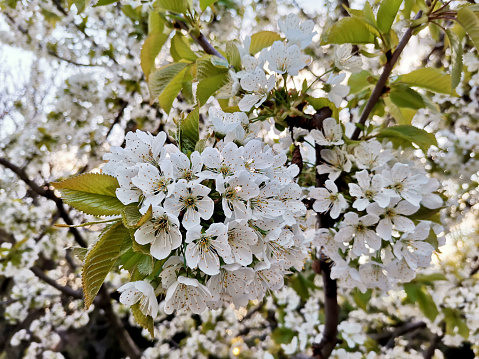 Cherry tree blossom with white flowers on a spring day