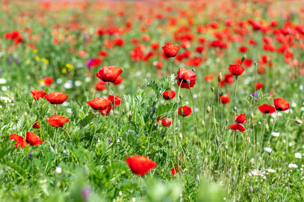 istock View of a meadow with red poppies and white daisies. Selective Focus 1394747748