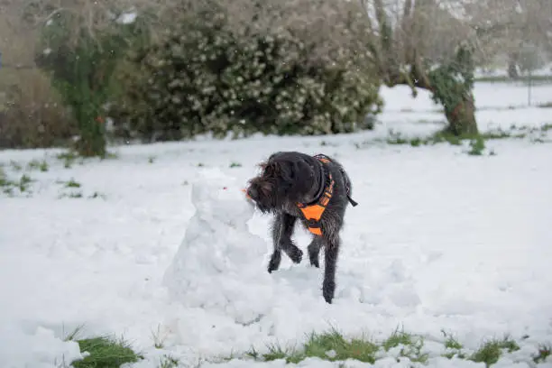 The sequence of four photos shows the same dog beside a snowman which looks like a snow-puppy. In this photo #3, the female German wire-haired pointer (also known as drahthaar or bird-dog) is eating the snowman's carrot nose.  A winter friendship that doesn't last long.