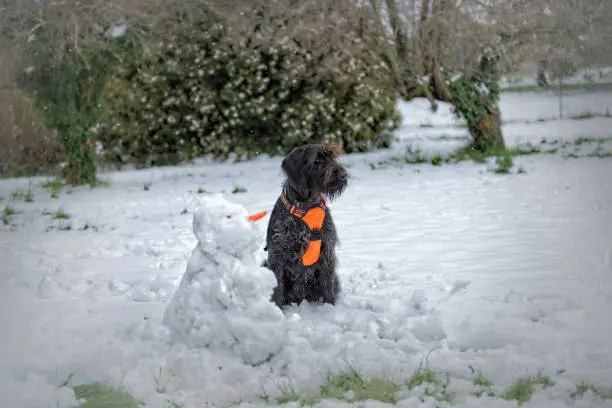 The sequence of four photos shows the same dog beside a snowman which looks like a snow-puppy. In this photo #1 the female German wire-haired pointer (also known as drahthaar or bird-dog) is sitting beside the snow-dog as if they are best friends .  A winter friendship that doesn't last long.