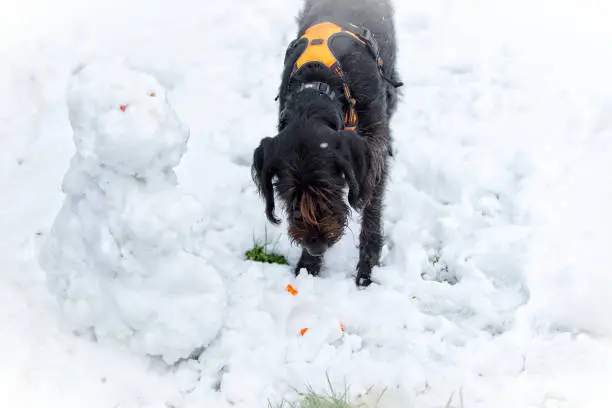 The sequence of four photos shows the same dog beside a snowman which looks like a snow-puppy. In this photo #4, the female German wire-haired pointer (also known as drahthaar or bird-dog) is eating the snowman's carrot nose.  A winter friendship that doesn't last long.