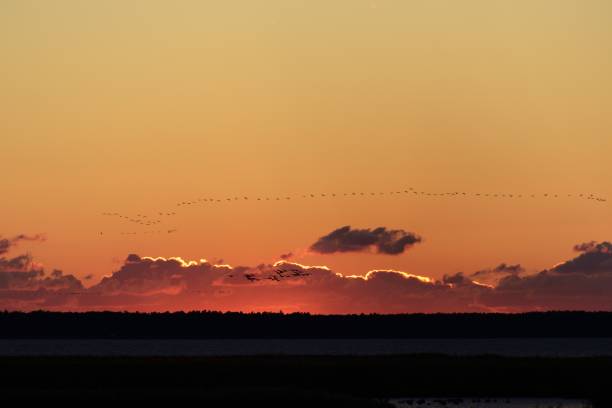 istock Silhouette of cranes against dramatic sky 1394750439