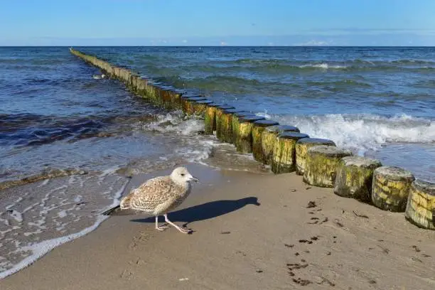 Seagull with shadow in front of a groyne in Zingst, Darss, Germany