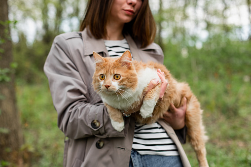 An unrecognizable stylish woman holds her main coon cat in a park in a springtime