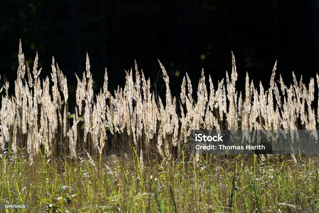 Rural grass on meadow in warm sunset light Rural grass on the meadow in the warm evening light against a black background Autumn Stock Photo