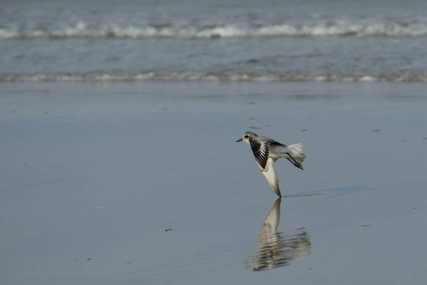 Sandpiper in flight Sandpiper touches the sand with wing in flight berühren stock pictures, royalty-free photos & images