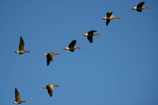 istock Group of Greylag Geese in flight 1394751051