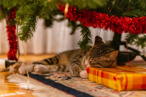 Tired from opening presents stock photo