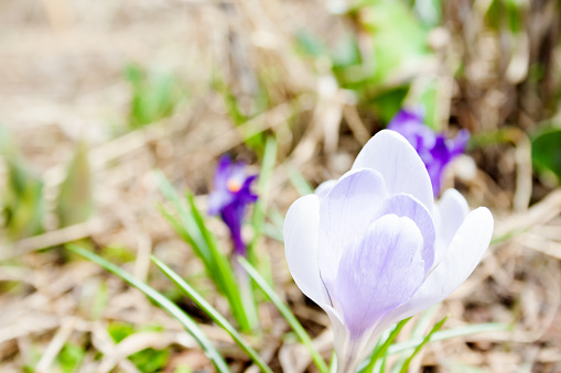 White purple spring crocuses on neutral background