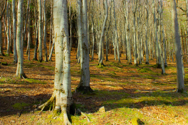 istock Forest with green and orange leaves during spring 1394752490