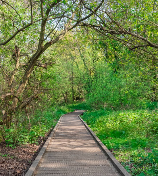 istock Wooden boardwalk through the woods 1394753263