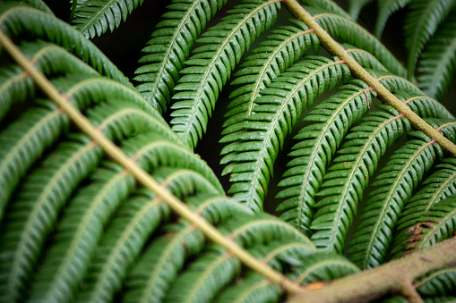 Ferns in the forest, Bali. Beautiful ferns leaves green foliage. Close up of beautiful growing ferns in the forest. Natural floral fern background in sunlight.