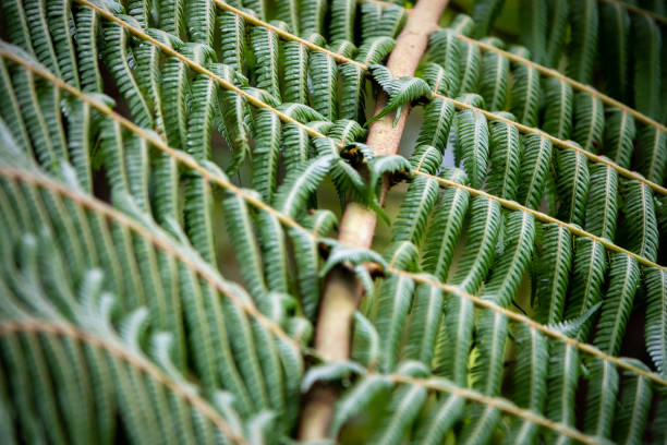 новозеландский завод папоротника - beauty in nature fern frond nature abstract стоковые фото и изображения