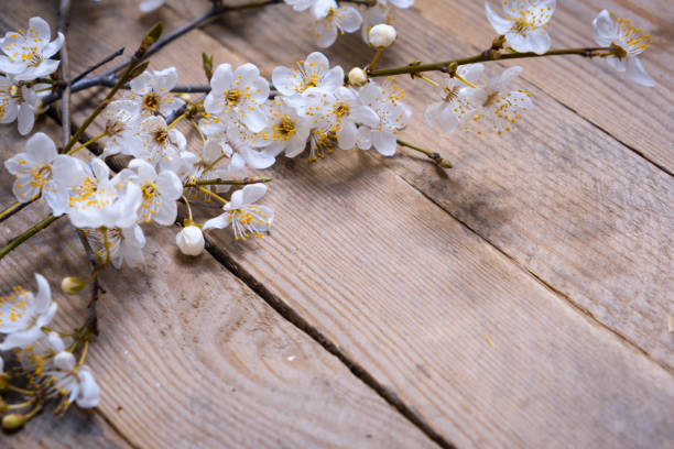Spring flowering branch on wooden background. Apple blossoms