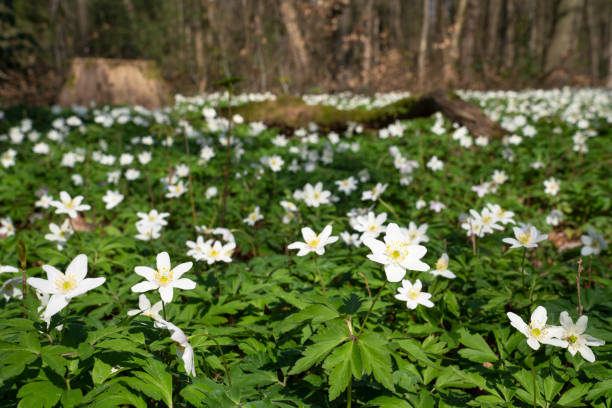 istock Windflower, Anemone nemorosa 1394753475