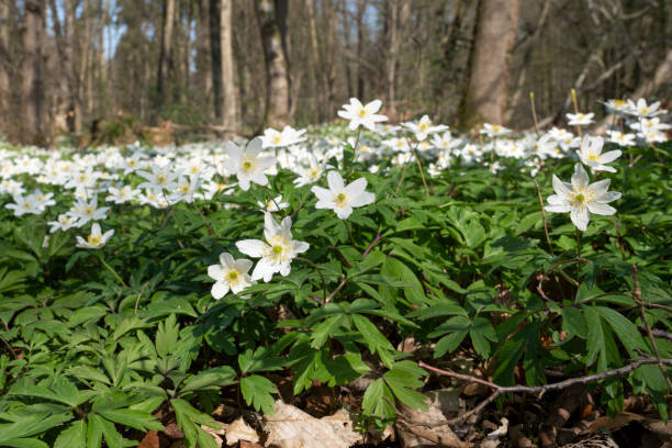 istock Windflower, Anemone nemorosa 1394753493