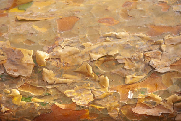 istock The texture of the bark of a tree trunk 1394754100