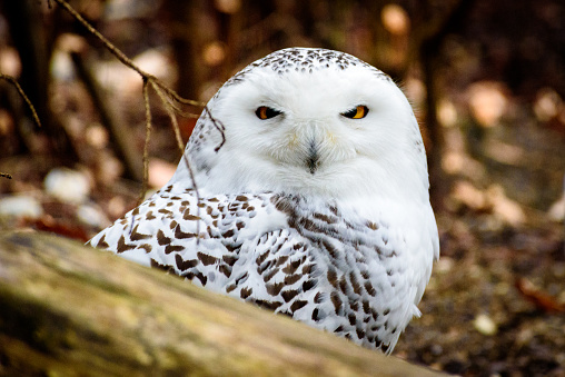 beautiful snowy owl sitting behind a tree trunk on forest floor