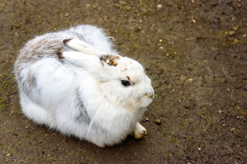 Stuffed mountain hare (Lepus timidus), showing the winter pelage