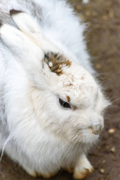 istock portrait of a fluffy snow hare 1394754248