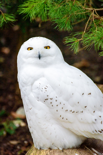 snowy owl sitting on a tree trunk under a fir branch