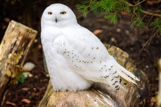 istock beautiful snowy owl sitting on a tree trunk 1394754290