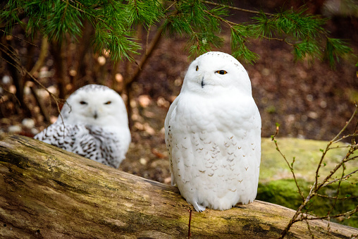 two snowy owls resting on and behind an old tree trunk