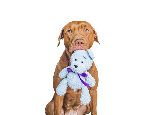 istock Lovable, pretty brown puppy and teddy bear 1394754481