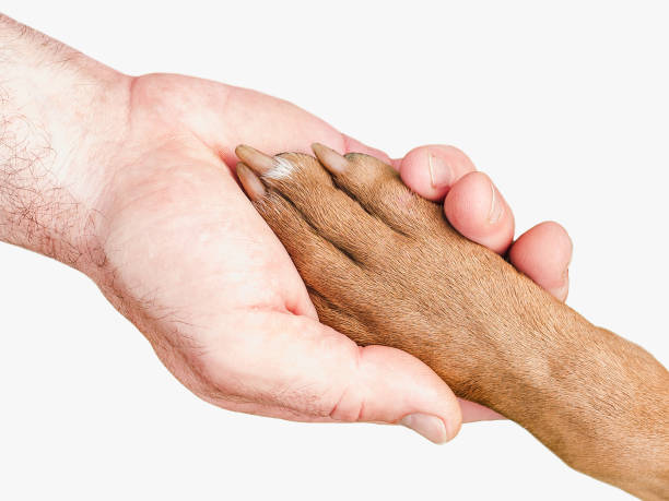 istock Adorable, charming brown puppy and caring owner 1394755513