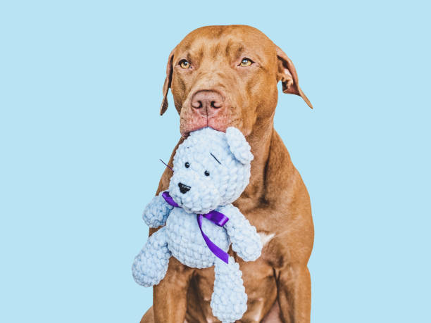 istock Lovable, pretty brown puppy and teddy bear 1394755523