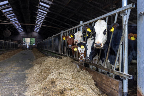 istock Young cows in a barn in a row at feeding time, peeking through bars of a gate in a stable, heifer eating hay, straw 1394755603