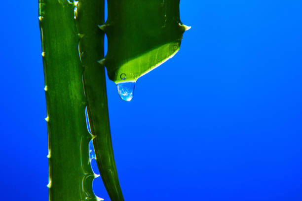 Alora vera leaf with juice, gel drips from the stems on blue background, natural medical plant for organic cosmetics, alternative medicine, drop of aloe vera, copy space.