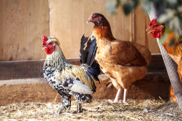 istock A small variegated rooster steps in front of its flock of chickens. 1394757862