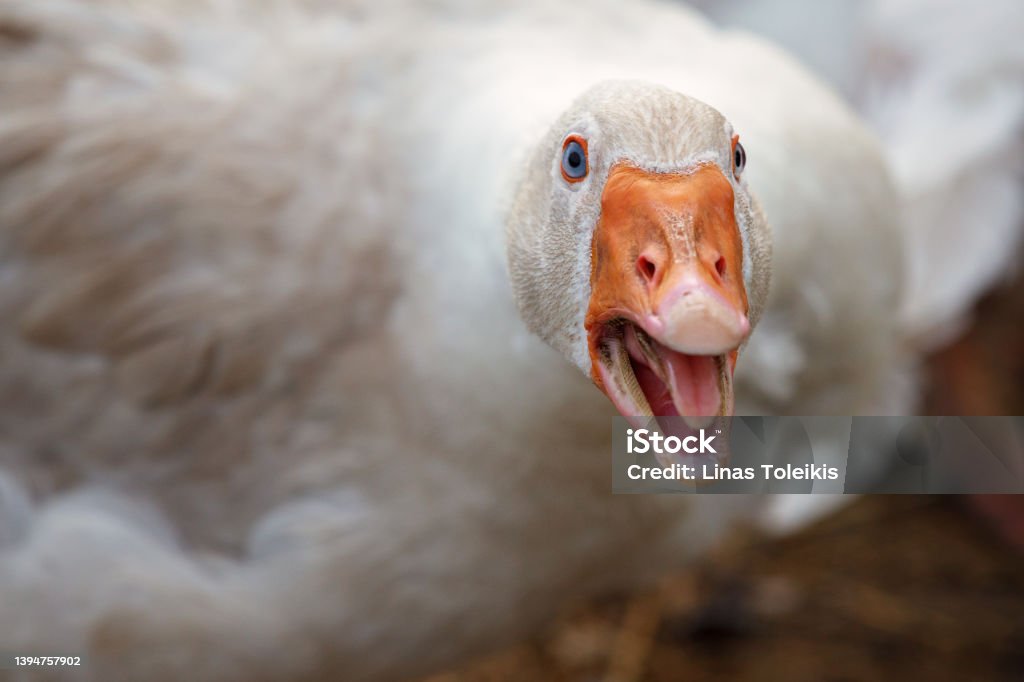 Beak and Face of White angry Goose Beak and Face of White Goose. The duck is aggressive she is angry and hissing Goose - Bird Stock Photo