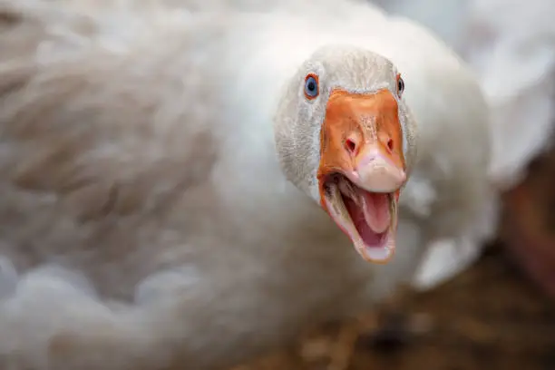Photo of Beak and Face of White angry Goose